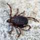 Hard tick photographed at Cabañeros National Park, Spain. (Image: E. Peñalver)